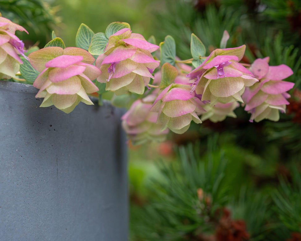Origanum 'Kent Beauty'
