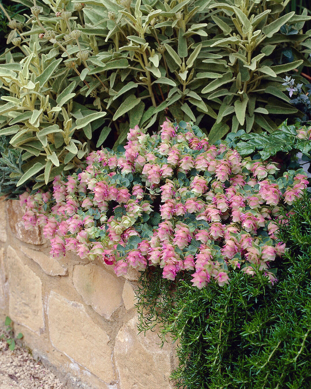 Origanum 'Kent Beauty'