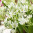 Ornithogalum