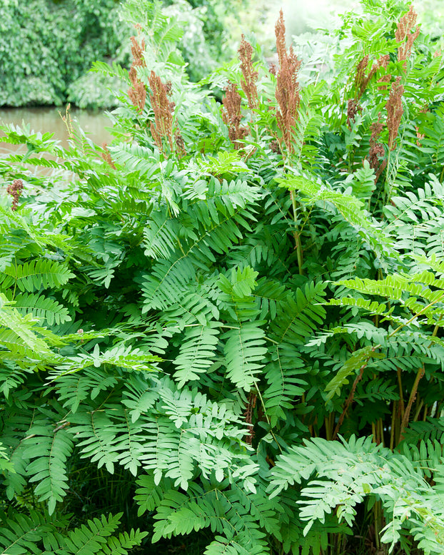 Osmunda regalis