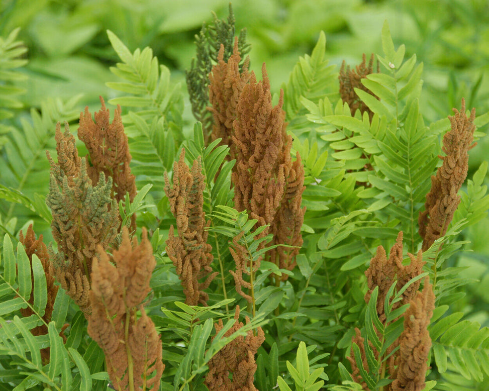Osmunda regalis