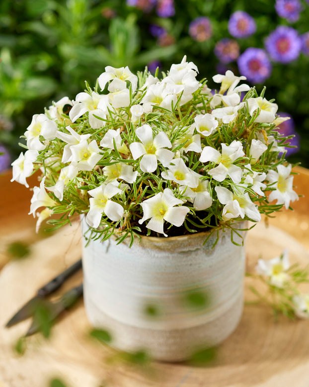 Oxalis 'White Spider'