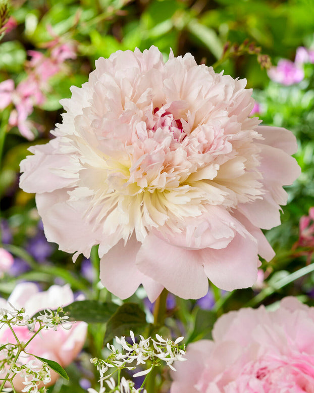 Paeonia 'Alertie'