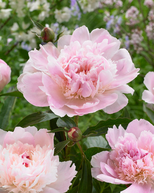 Paeonia 'Alertie'