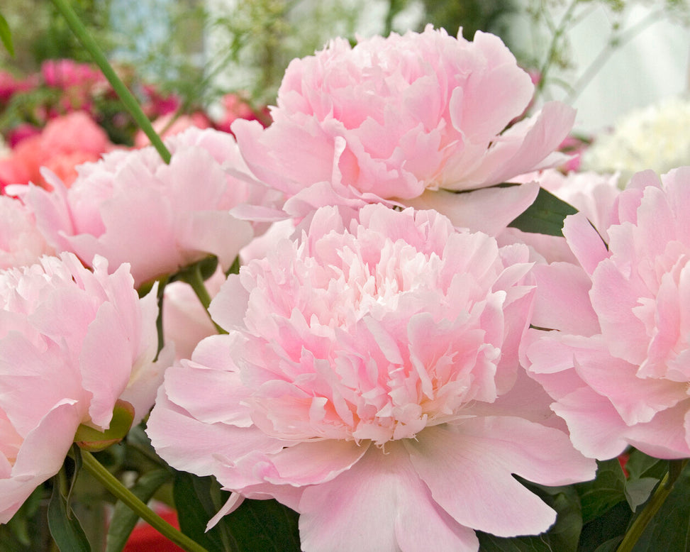 Paeonia 'Alertie'