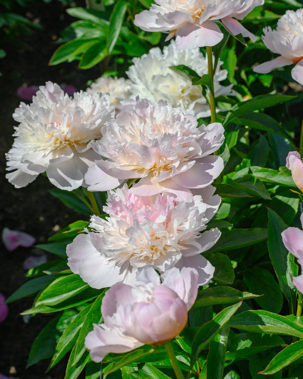Paeonia 'Alertie'