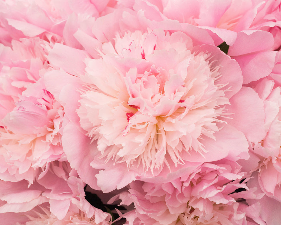 Paeonia 'Alertie'