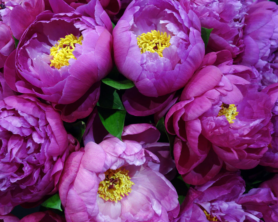 Paeonia 'Alexander Fleming'
