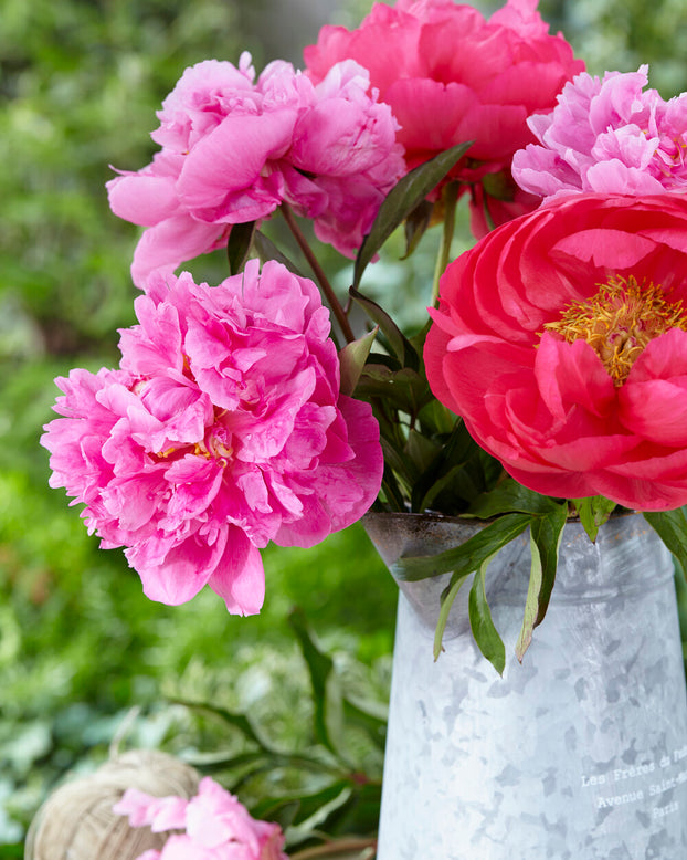 Paeonia 'Alexander Fleming'