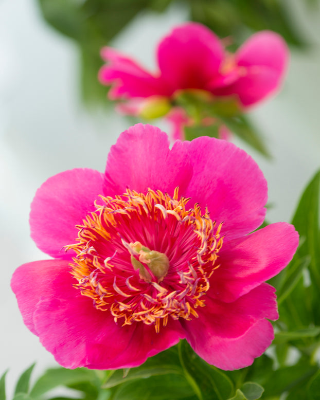 Paeonia 'Anemoniflora'
