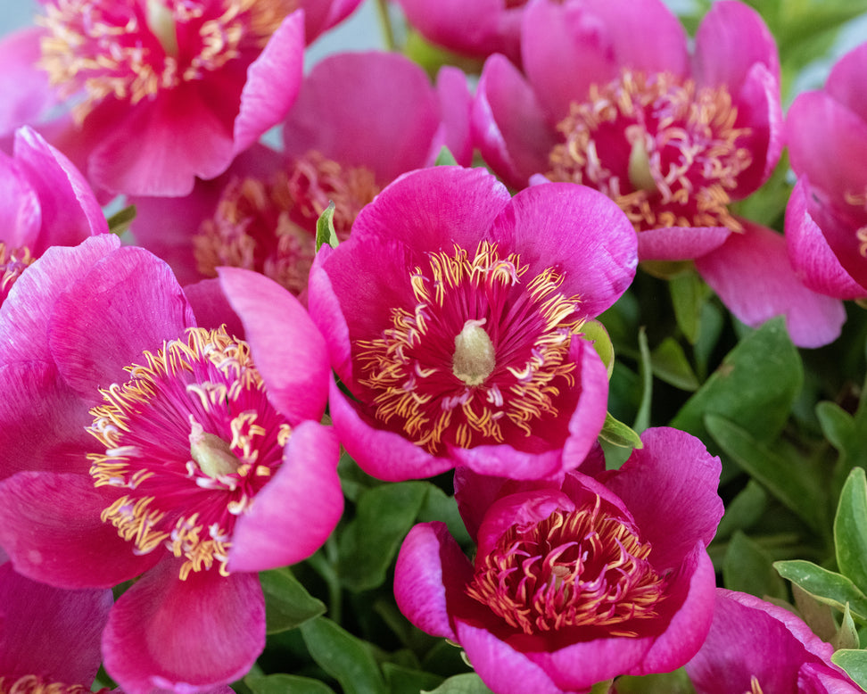Paeonia 'Anemoniflora'