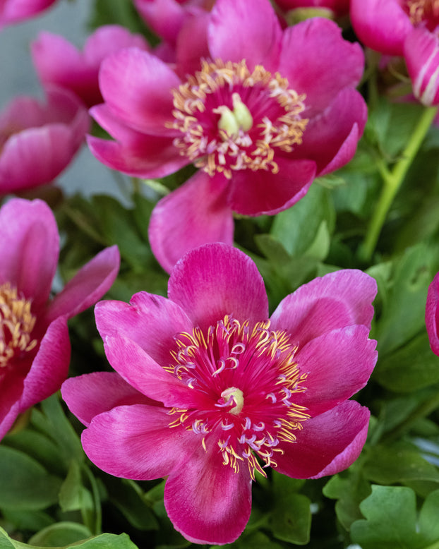 Paeonia 'Anemoniflora'