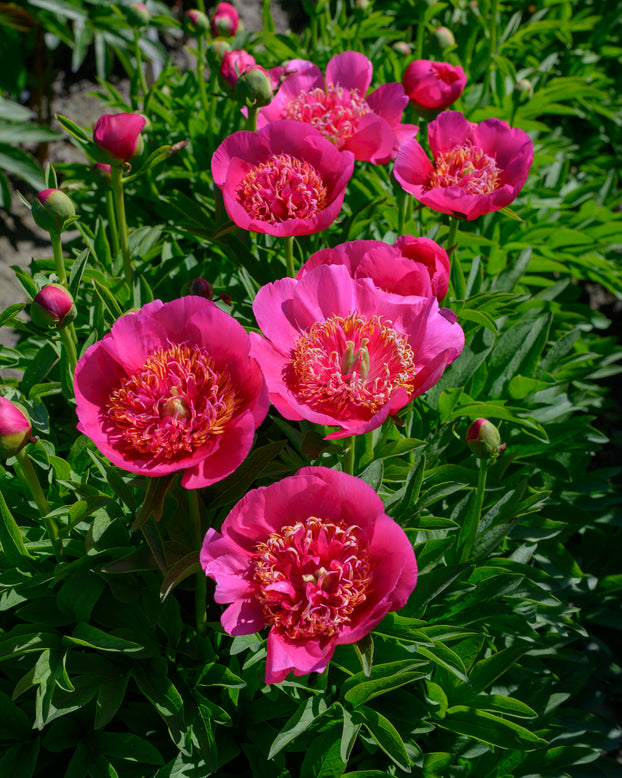 Paeonia 'Anemoniflora'
