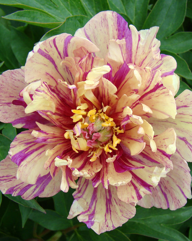 Paeonia 'Blueberry Lemonade'