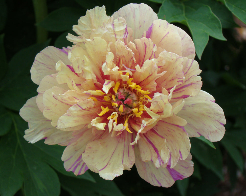 Paeonia 'Blueberry Lemonade'