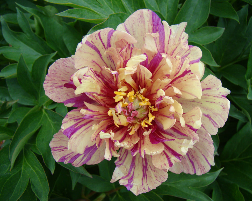 Paeonia 'Blueberry Lemonade'
