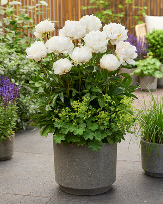 Paeonia 'Bowl of Cream' Paeonia 'Bowl of Cream'