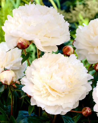 Paeonia 'Bowl of Cream' Paeonia 'Bowl of Cream'