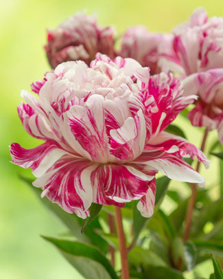 Paeonia 'Candy Stripe' Paeonia 'Candy Stripe'