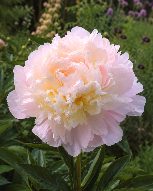 Paeonia 'Cheddar Cheese'