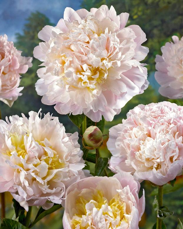 Paeonia 'Cheddar Cheese'