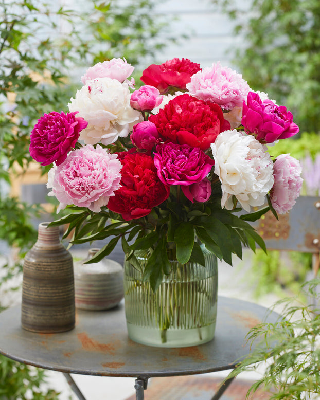 Paeonia 'Command Performance'