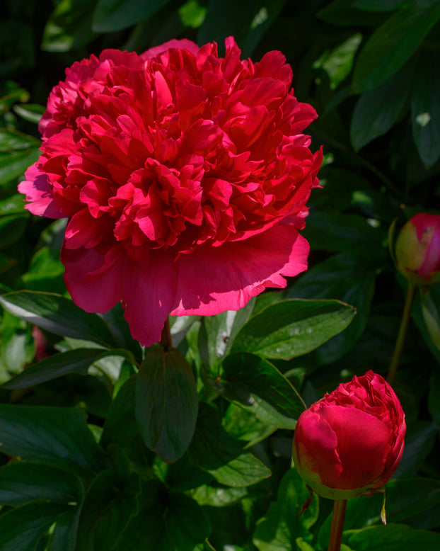 Paeonia 'Command Performance'
