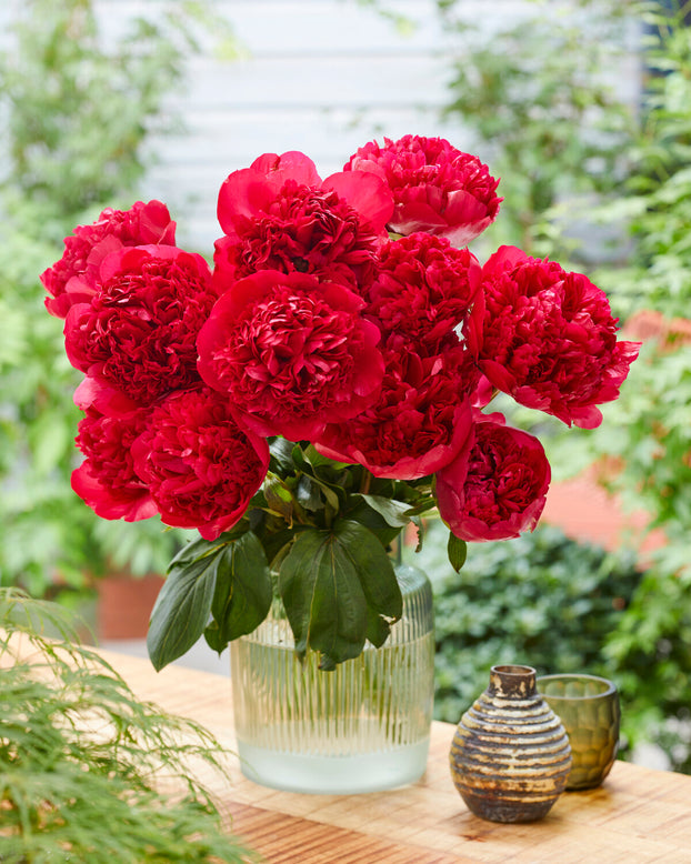 Paeonia 'Command Performance'