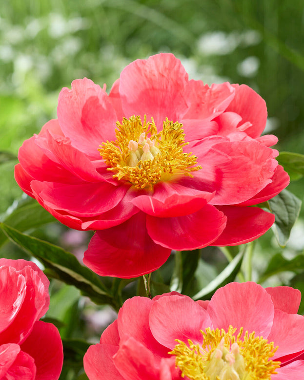 Paeonia 'Coral Magic'
