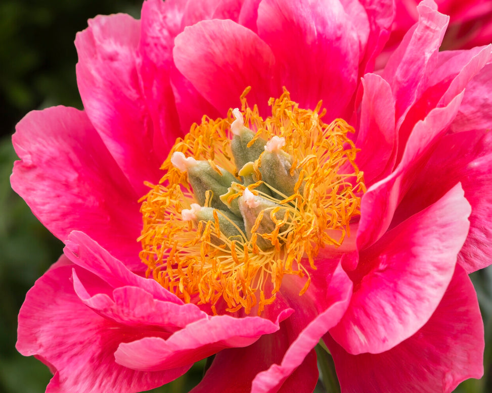 Paeonia 'Coral Magic'