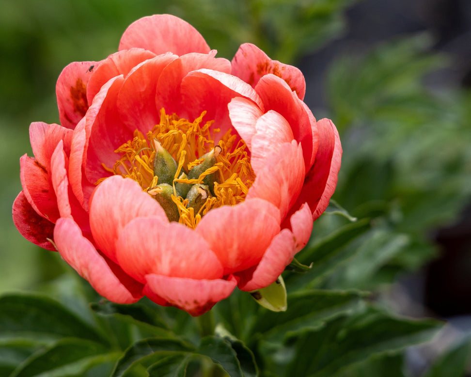 Paeonia 'Coral Magic'