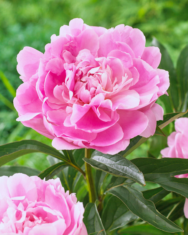 Paeonia 'Dinner Plate'