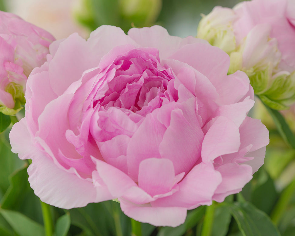 Paeonia 'Dinner Plate'