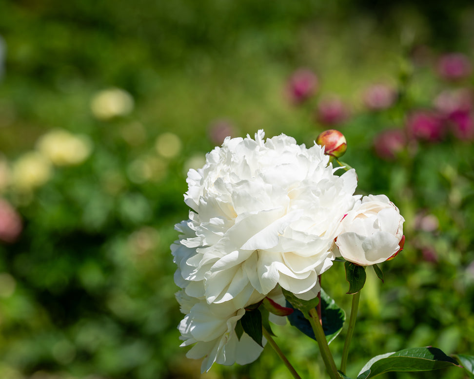 Paeonia 'Elsa Sass'