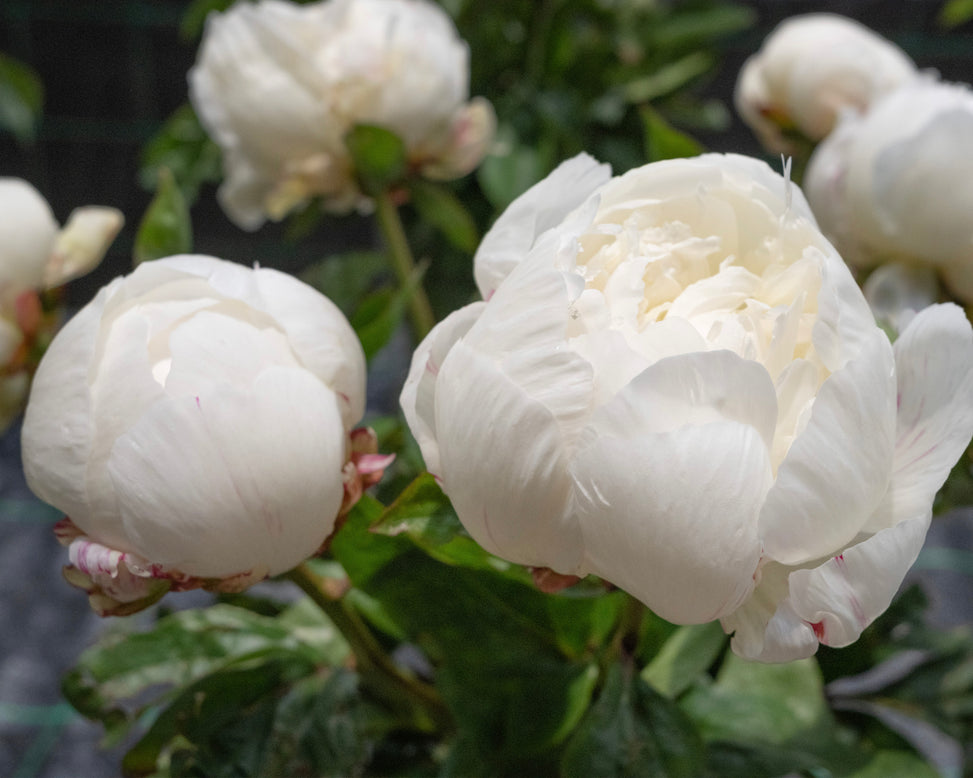 Paeonia 'Elsa Sass'