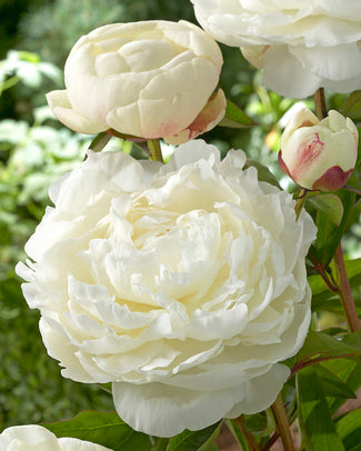 Paeonia 'Elsa Sass' Paeonia 'Elsa Sass'