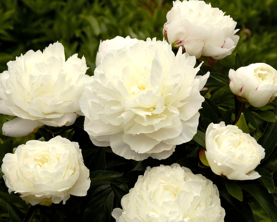 Paeonia 'Elsa Sass'