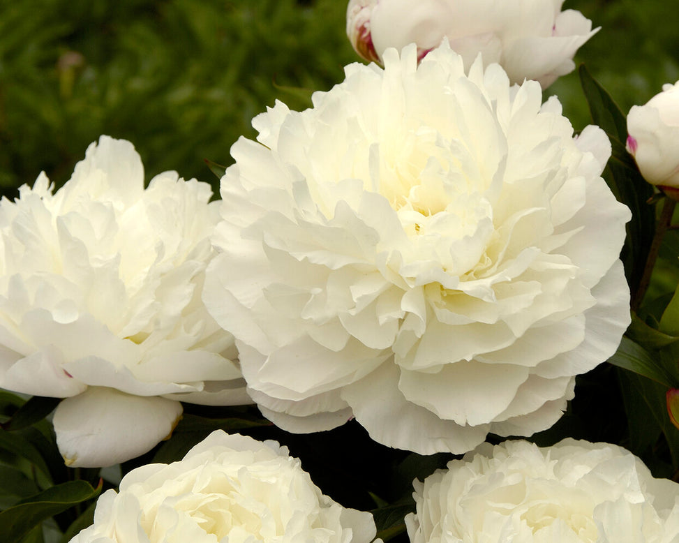 Paeonia 'Elsa Sass'
