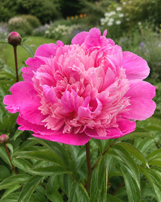 Paeonia 'Madame Emile Debatene' Paeonia 'Madame Emile Debatene'
