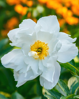 Paeonia emodi Paeonia emodi