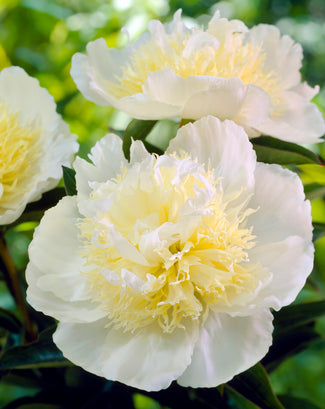 Paeonia 'Honey Gold' Paeonia 'Honey Gold'