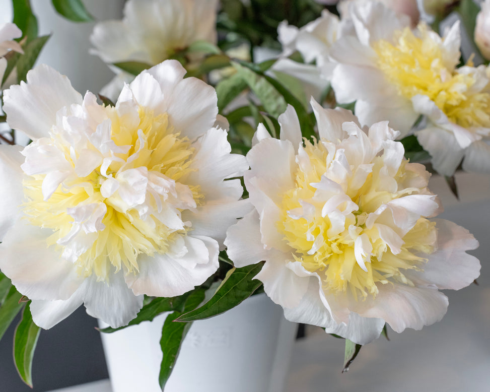 Paeonia 'Honey Gold'