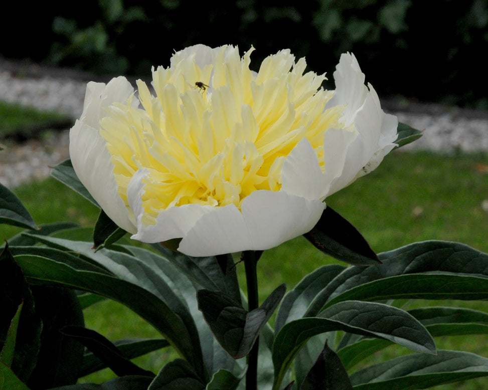 Paeonia 'Honey Gold'