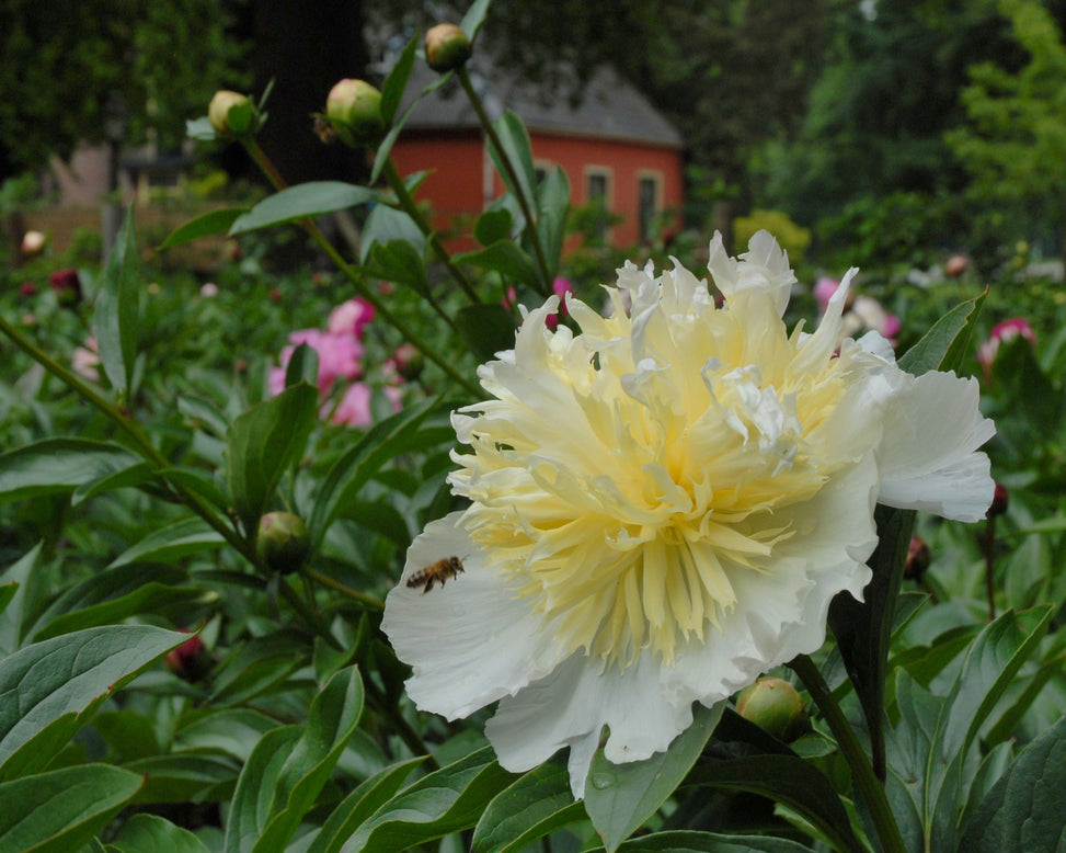 Paeonia 'Honey Gold'