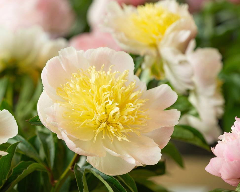 Paeonia 'Honey Gold'