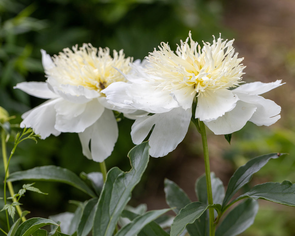 Paeonia 'Honey Gold'