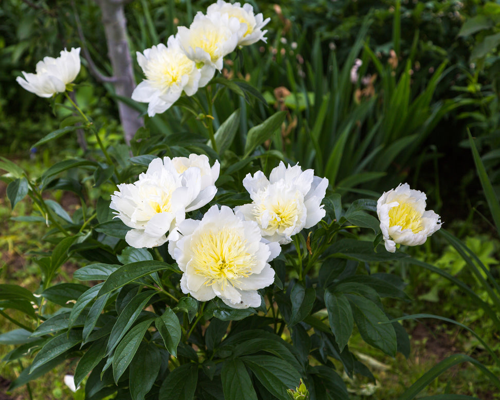 Paeonia 'Honey Gold'