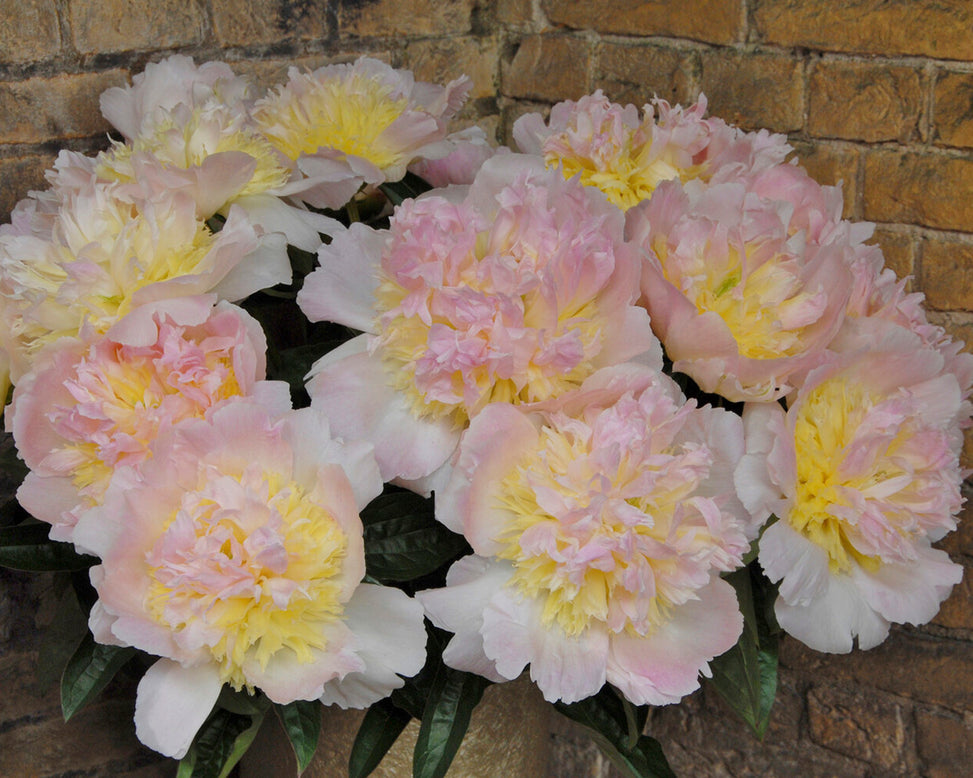 Paeonia 'Honey Gold'