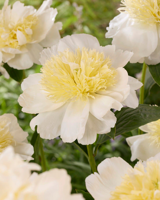 Paeonia 'Honey Gold'