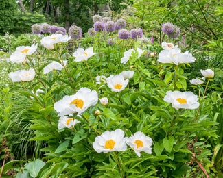 Paeonia 'Krinkled White' Paeonia 'Krinkled White'